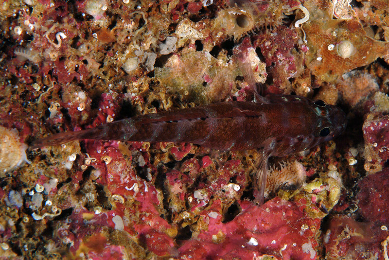 Gammogobius steinizi